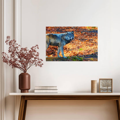 Pacing Black Wolf | Wildlife Photography Print | Animal Poster - Photography Poster