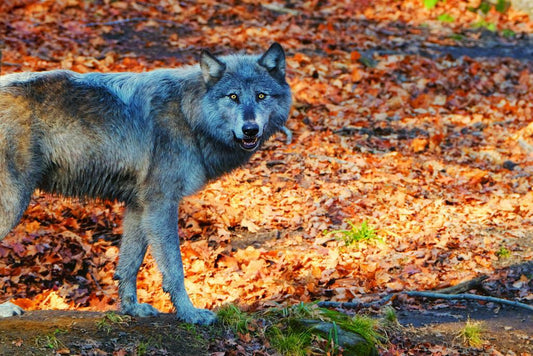 Pacing Black Wolf | Wildlife Photography Print | Animal Poster - Photography Poster