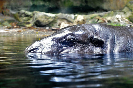 Hippopotamus in the Water | African Wildlife Photography | Animal Poster - Photography Poster