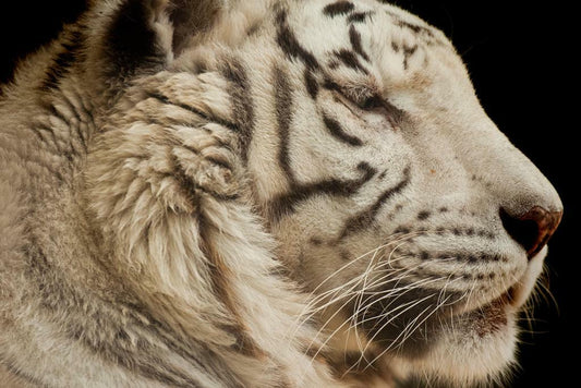 White Tiger Close Up | Wildlife Photography Portrait | Animal Poster - Photography Poster
