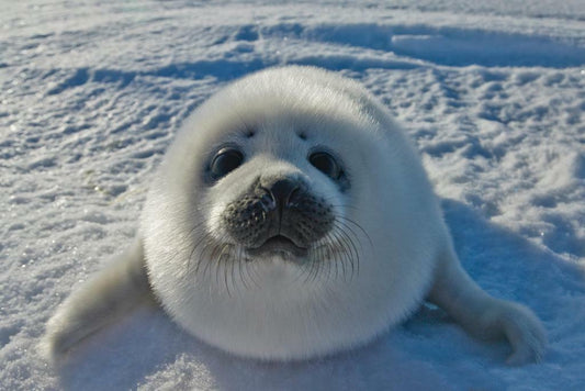 Baby Arctic Seal in Canada | Cute Wildlife Photography | Animal Poster - Photography Poster