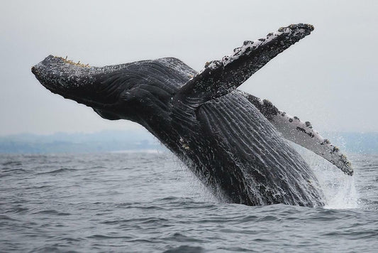 Humpback Whale Breaching | Ocean Wildlife Photography | Marine Life Poster - Photography Poster