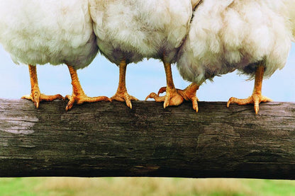 Chicken on a Fence | Farm Animal Photography | Rustic Kitchen Decor Poster - Photography Poster