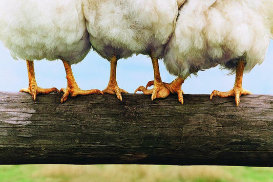 Chicken on a Fence | Farm Animal Photography | Rustic Kitchen Decor Poster - Photography Poster