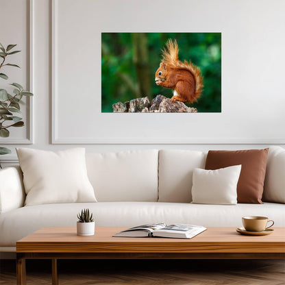 Red Squirrel Having a Snack | Wildlife Photography | Cute Animal Poster - Photography Poster