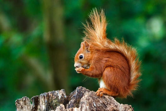 Red Squirrel Having a Snack | Wildlife Photography | Cute Animal Poster - Photography Poster