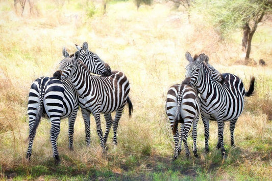 Two Zebras on Alert | African Wildlife Photography | Animal Poster - Photography Poster
