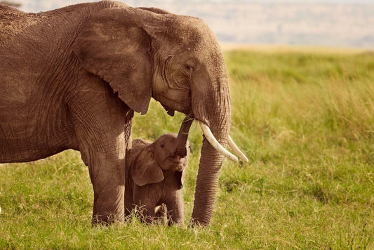 Elephant with Baby | Wildlife Photography Print | Mother and Child Animal Poster - Photography Poster