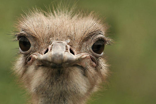 Ostrich Portrait Close Up | Bird Photography Print | Funny Animal Poster - Photography Poster