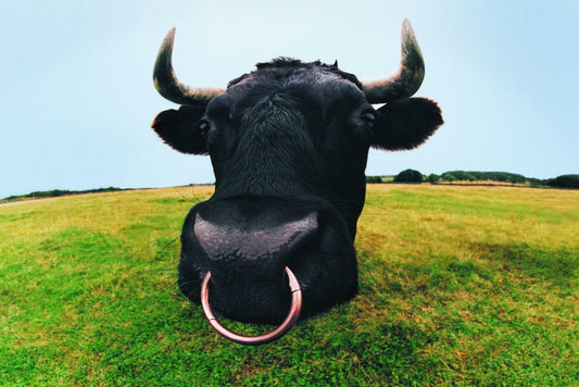 Closeup of a Bull's Head | Farm Animal Photography | Bull Poster - Photography Poster