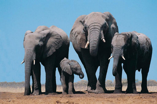 African Elephants and Calf | Wildlife Photography | Safari Animal Poster - Photography Poster