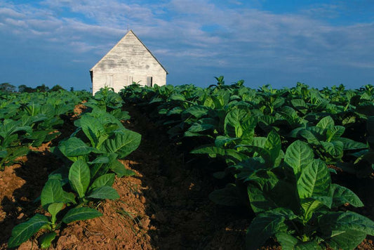 Tobacco Plants on the Farm | Rural Photography Print | Agricultural Poster - Photography Poster