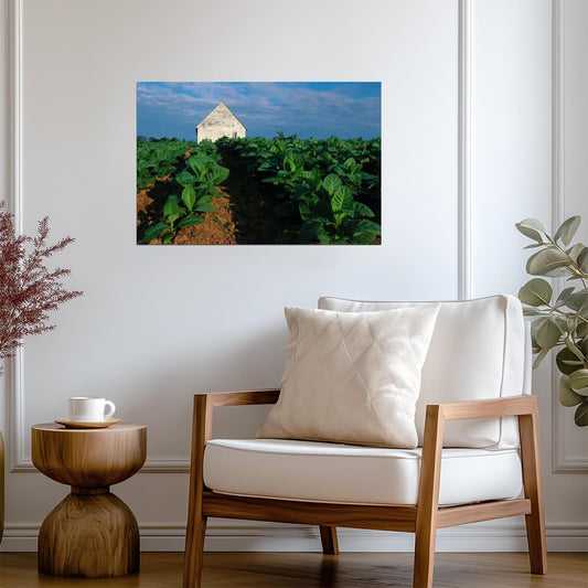 Tobacco Plants on the Farm | Rural Photography Print | Agricultural Poster - Photography Poster