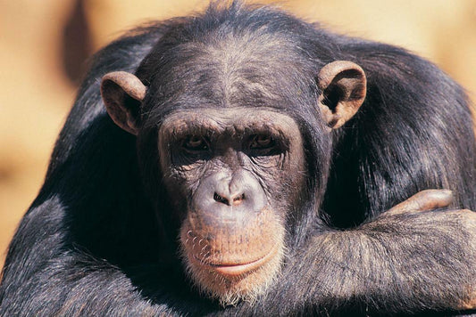 Chimpanzee in Deep Thought | Primate Photography Portrait | Wildlife Poster - Photography Poster