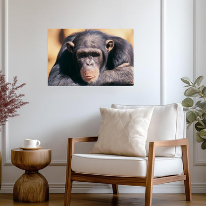 Chimpanzee in Deep Thought | Primate Photography Portrait | Wildlife Poster - Photography Poster