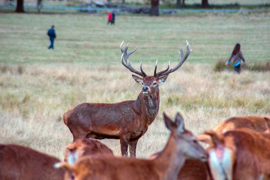 Red Deer Stag During the Rut | Wildlife Photography | Autumn Nature Poster - Photography Poster