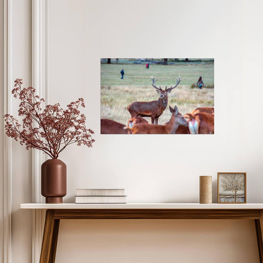 Red Deer Stag During the Rut | Wildlife Photography | Autumn Nature Poster - Photography Poster