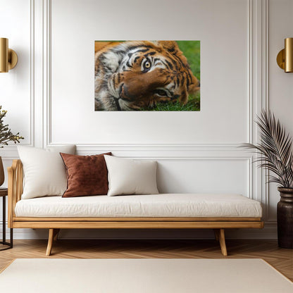 Bengal Tiger Eyes Close Up | Wildlife Photography | Big Cat Poster - Photography Poster