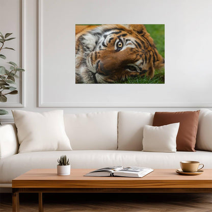 Bengal Tiger Eyes Close Up | Wildlife Photography | Big Cat Poster - Photography Poster