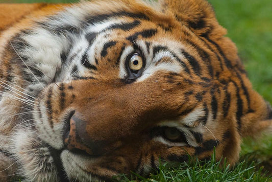 Bengal Tiger Eyes Close Up | Wildlife Photography | Big Cat Poster - Photography Poster