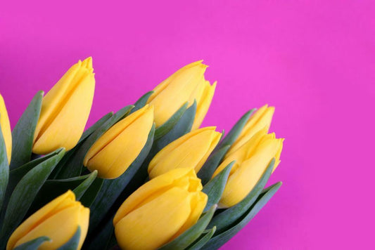 Yellow Tulip Bouquet | Floral Photography Print | Spring Flower Poster - Photography Poster