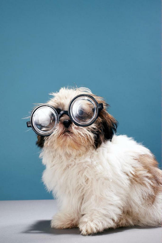 Puppy Wearing Thick Glasses | Funny Animal Photography | Cute Pet Poster - Photography Poster