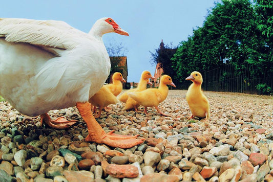 Duck With Ducklings | Bird Photography Print | Cute Animal Family Poster - Photography Poster