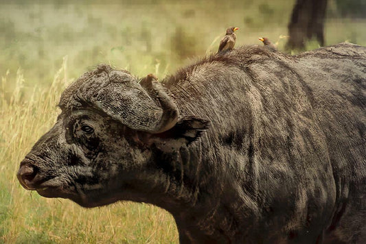 African Buffalo in the Wild | Wildlife Photography | Safari Animal Poster - Photography Poster