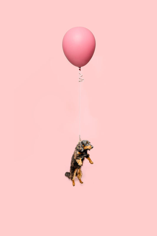 Cute Dog Tied to a Balloon and Floating | Surreal Photography Art | Whimsical Pet Poster - Photography Poster