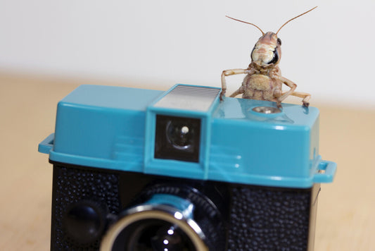 Grasshopper on a Vintage Toy Camera | Surreal Macro Photography | Funny Animal Photographer Poster - Photography Poster