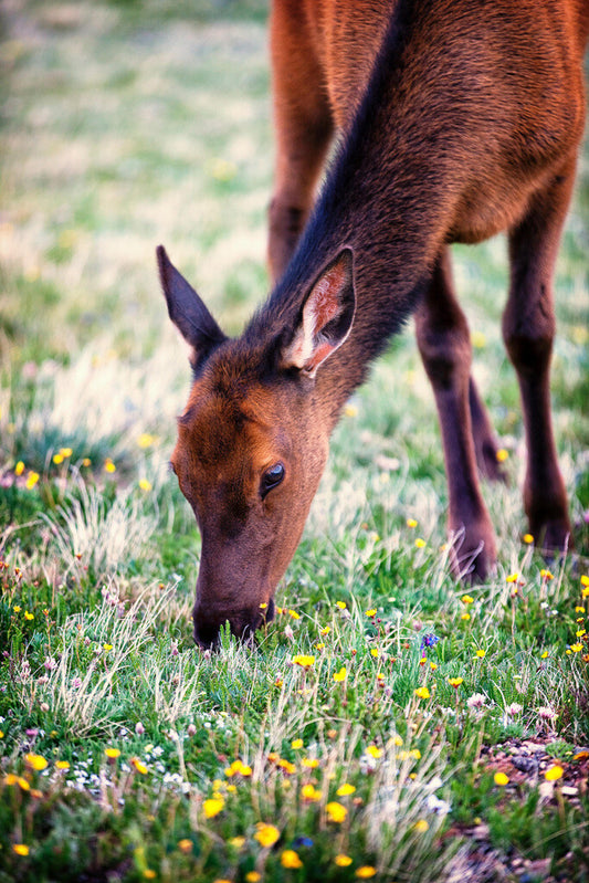 Grazing Elk in Rocky Mountain National Park | Wildlife Photography Poster - Photography Poster