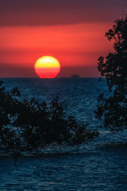 Tropical Sunset Mangrove Poster | Coastal Photography | Seascape Wall Art