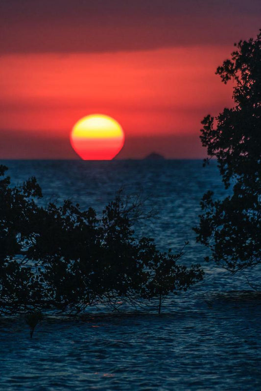 Tropical Sunset Mangrove Poster | Coastal Photography | Seascape Wall Art