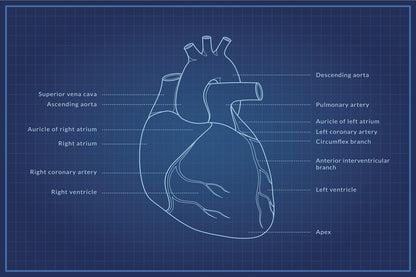 Human Heart Diagram | Anatomy Blueprint Poster | Medical Student Wall Chart - Graphic & Art Poster