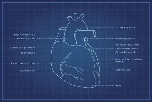 Human Heart Diagram | Anatomy Blueprint Poster | Medical Student Wall Chart - Graphic & Art Poster