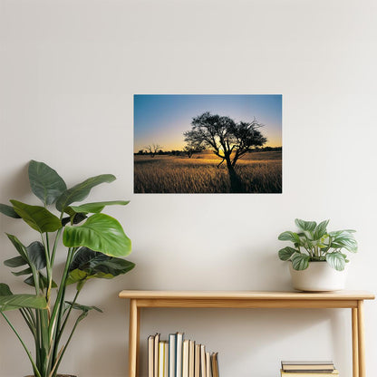 Kalahari Camelthorn Tree Poster | African Sunset Photography | Wildlife Wall Art
