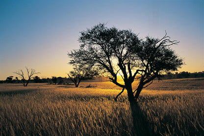 Kalahari Camelthorn Tree Poster | African Sunset Photography | Wildlife Wall Art