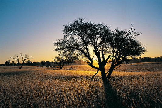 Kalahari Camelthorn Tree Poster | African Sunset Photography | Wildlife Wall Art