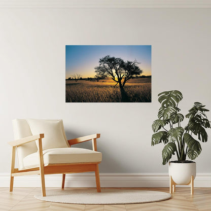 Kalahari Camelthorn Tree Poster | African Sunset Photography | Wildlife Wall Art
