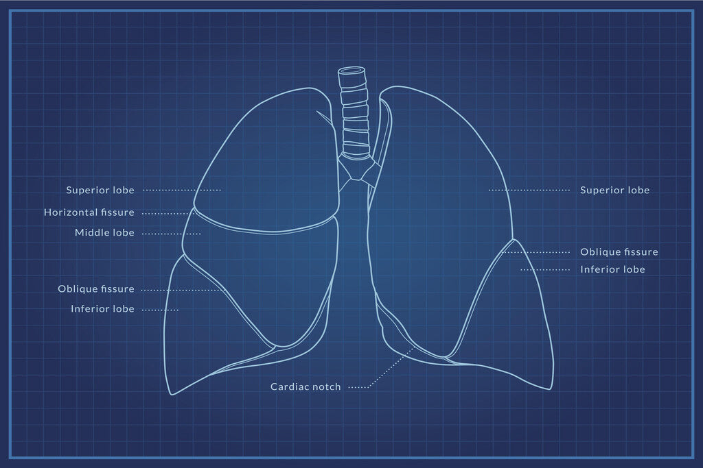 Human Lungs Diagram | Anatomy Blueprint Poster | Medical Student Wall Chart - Graphic & Art Poster