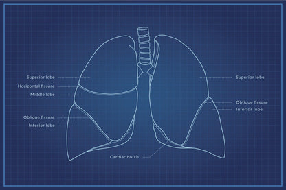 Human Lungs Diagram | Anatomy Blueprint Poster | Medical Student Wall Chart - Graphic & Art Poster