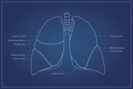 Human Lungs Diagram | Anatomy Blueprint Poster | Medical Student Wall Chart - Graphic & Art Poster