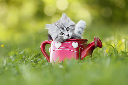 Baby Kitten in a Watering Can | Cute Pet Photography | Cat Poster - Photography Poster