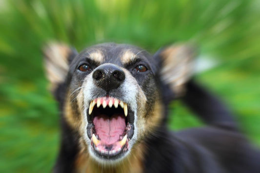 Barking Dog Close Up | Blurred Motion Photography | Action Pet Poster - Photography Poster