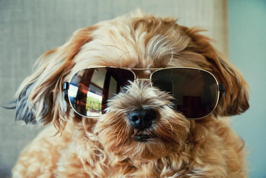 Fluffy Cute Dog Wearing Sunglasses | Pet Photography | Humorous Animal Poster - Photography Poster