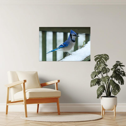 Bluejay in Snow Poster | Winter Bird Photography | Nature Wall Art