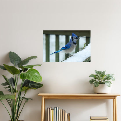 Bluejay in Snow Poster | Winter Bird Photography | Nature Wall Art