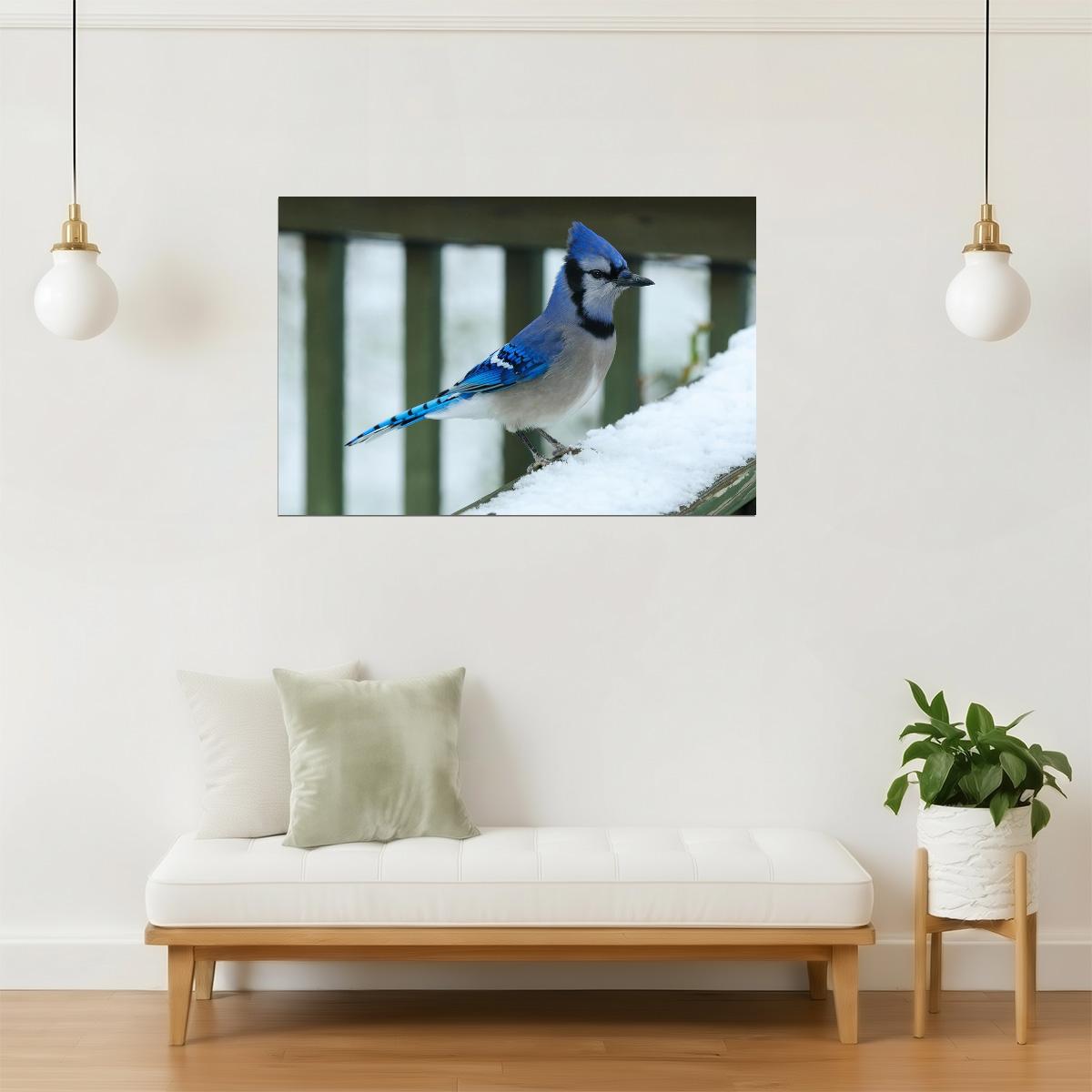 Bluejay in Snow Poster | Winter Bird Photography | Nature Wall Art