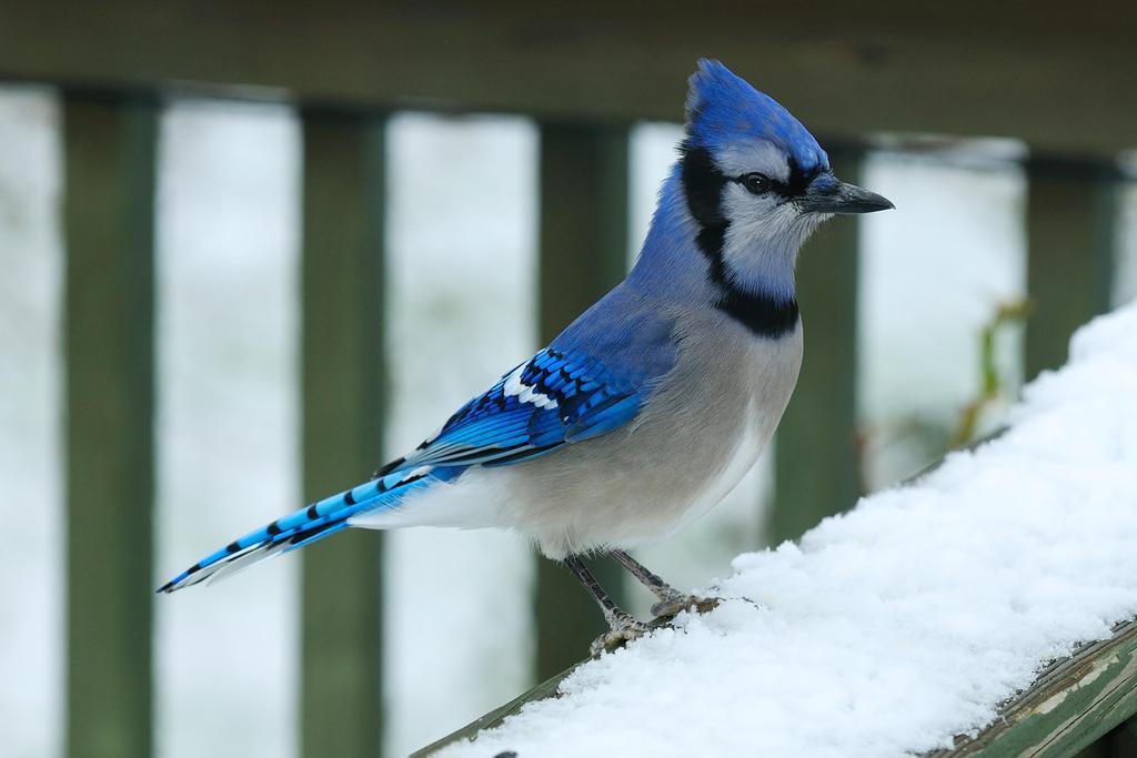Bluejay in Snow Poster | Winter Bird Photography | Nature Wall Art