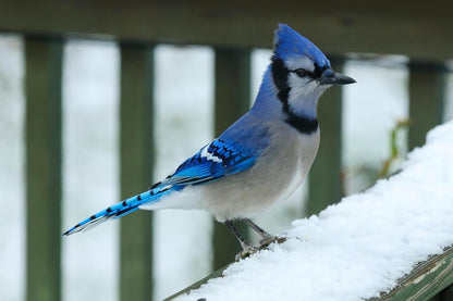 Bluejay in Snow Poster | Winter Bird Photography | Nature Wall Art